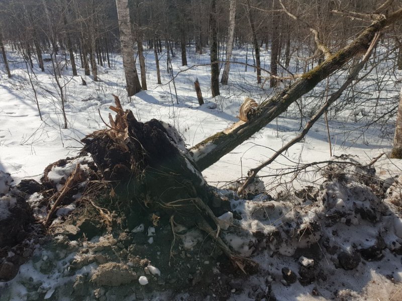 В Вяземском районе двое обвиняемых предстанут перед судом за незаконную рубку лесных насаждений